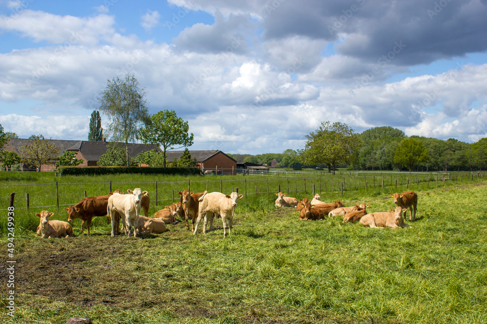 Cows grazing on a spring meadow in sunny day - german countryside landscape Cows grazing on a spring meadow in sunny day - german countryside landscape