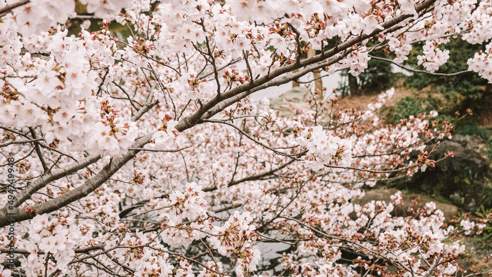 Tokyo in full cherry blossom season Tokyo in full cherry blossom season