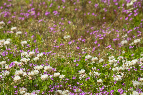 wild flowers in the meadow