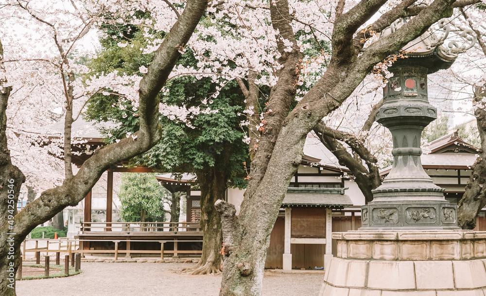 Tokyo in full cherry blossom season
