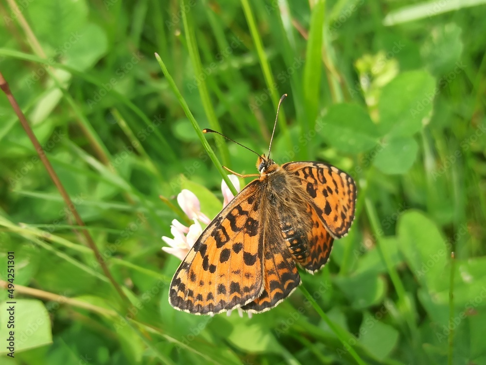 Obraz premium Farfalla