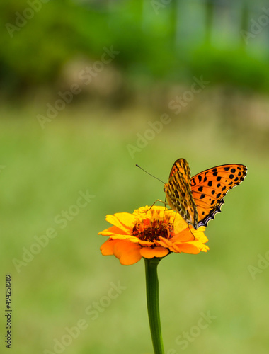 Closeup of an Indian fritillary butterfly collecting honey from the ixora flowers
