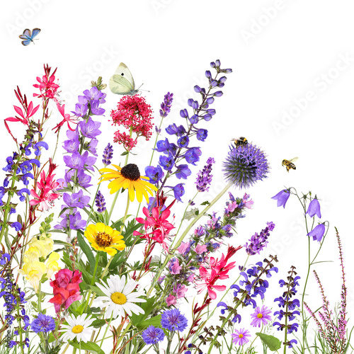 Colorful garden flowers with insects isolated