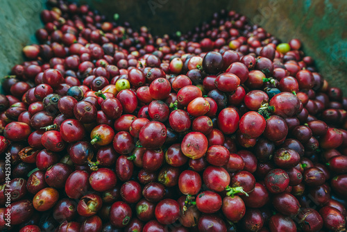 Fruit, coffee and fresh coffee beans, coffee, berries in fermentation and washing, wet processing method.