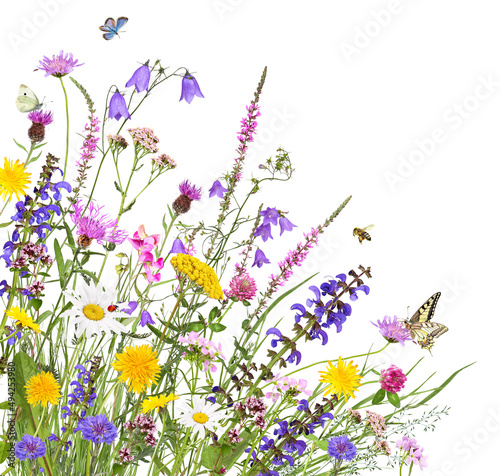 Colorful meadow flowers with insects, isolated