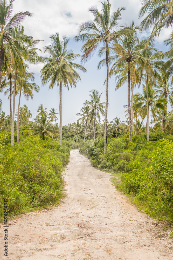 Road in tropical rainforest. High palm trees in tropical countryside. Vacations in Africa. Exotic nature. Tropical landscape with coconut palm trees. Path in jungle. Hot day in Tanzania. Road in tropical rainforest. High palm trees in tropical countryside. Vacations in Africa. Exotic nature. Tropical landscape with coconut palm trees. Path in jungle. Hot day in Tanzania.