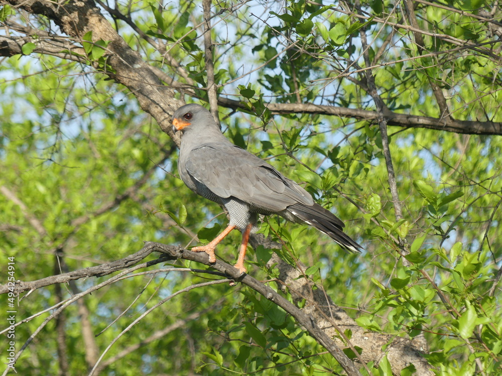 Obraz premium Dark chanting goshawk