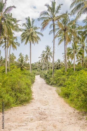 Fototapeta Naklejka Na Ścianę i Meble -  Road in tropical rainforest. High palm trees in tropical countryside. Vacations in Africa. Exotic nature. Tropical landscape with coconut palm trees. Path in jungle. Hot day in Tanzania.
