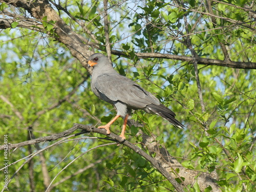 Dark chanting goshawk