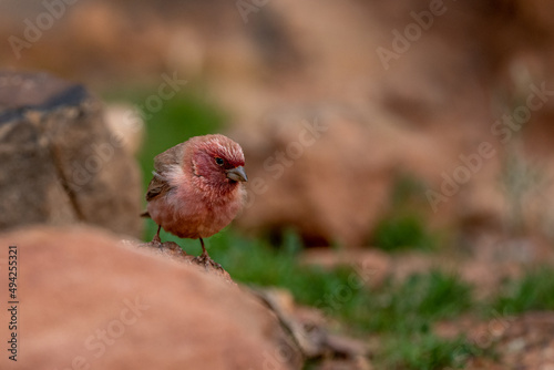 Sinai rosefinch (Carpodacus synoicus), Wadi Rum, Jordan. photo