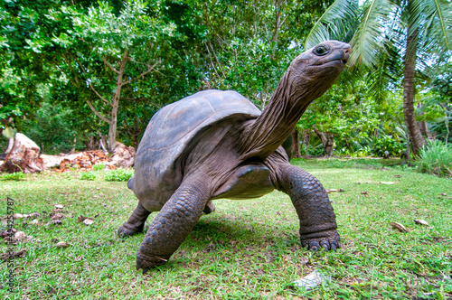 Aldabra giant tortoise. photo