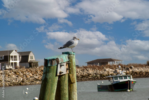 seagulls  day at the peir photo