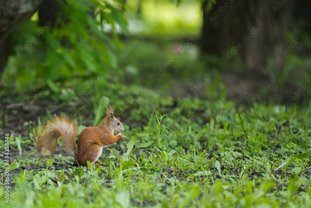 Squirrel eats in a city park in spring