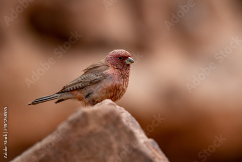 Sinai rosefinch (Carpodacus synoicus), Wadi Rum, Jordan.