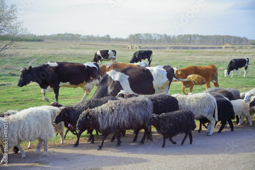 Fototapeta Naklejka Na Ścianę i Meble -  herd of sheep on pasture	