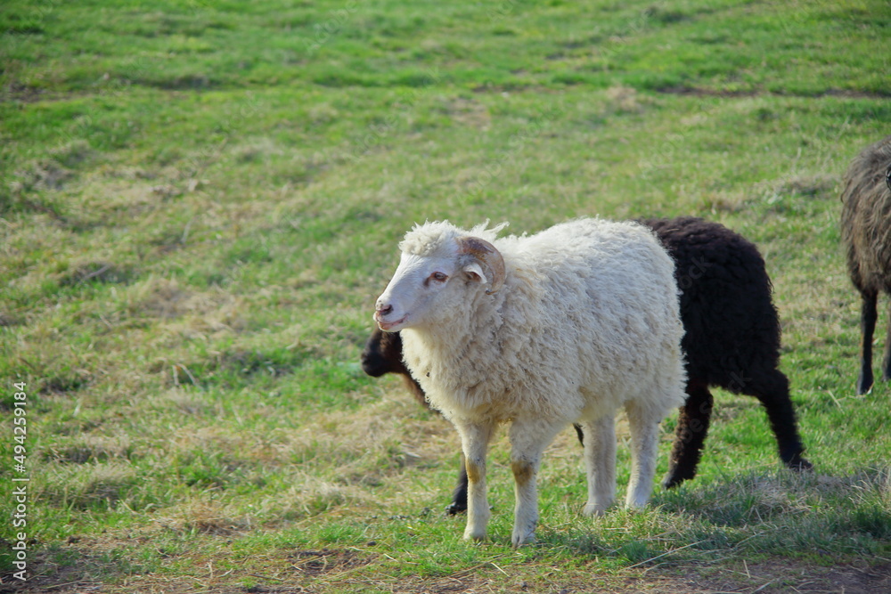 sheep in a meadow sheep in a meadow