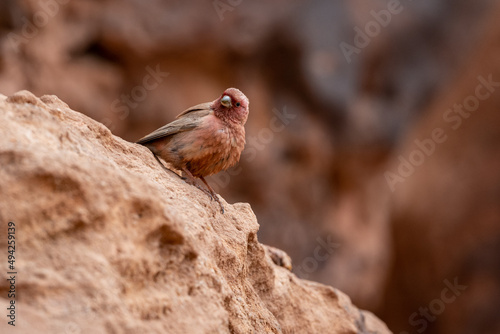 Sinai rosefinch (Carpodacus synoicus), Wadi Rum, Jordan. photo