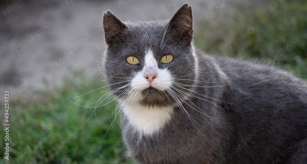 Gray cat portrait.
