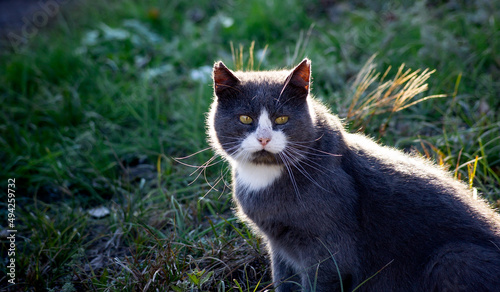 Portrait of a large gray cat outdoors in the grass. Street life of pets.