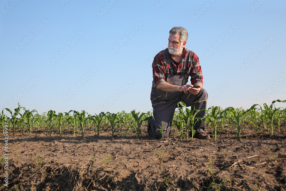 Fototapeta premium Farmer or agronomist inspecting quality of corn plants in field and typing to mobile phone