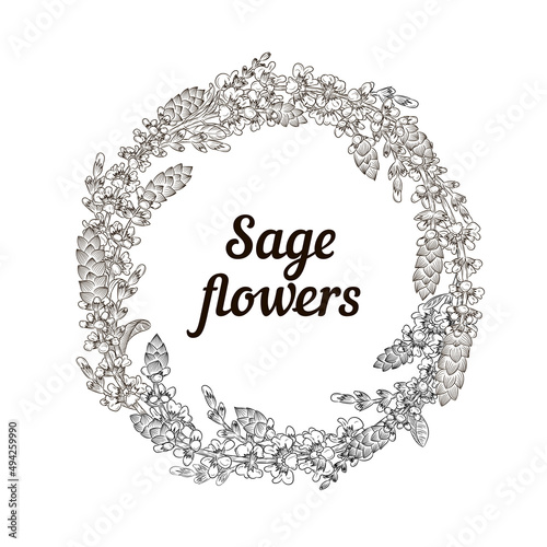 Sage or Salvia herb round wreath. Vector line illustration. Botanical design element.