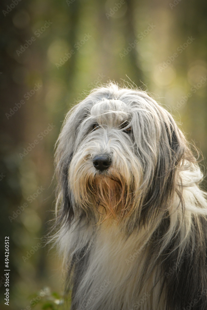 Bearded collie is sitting in the forest. It is autumn portret.