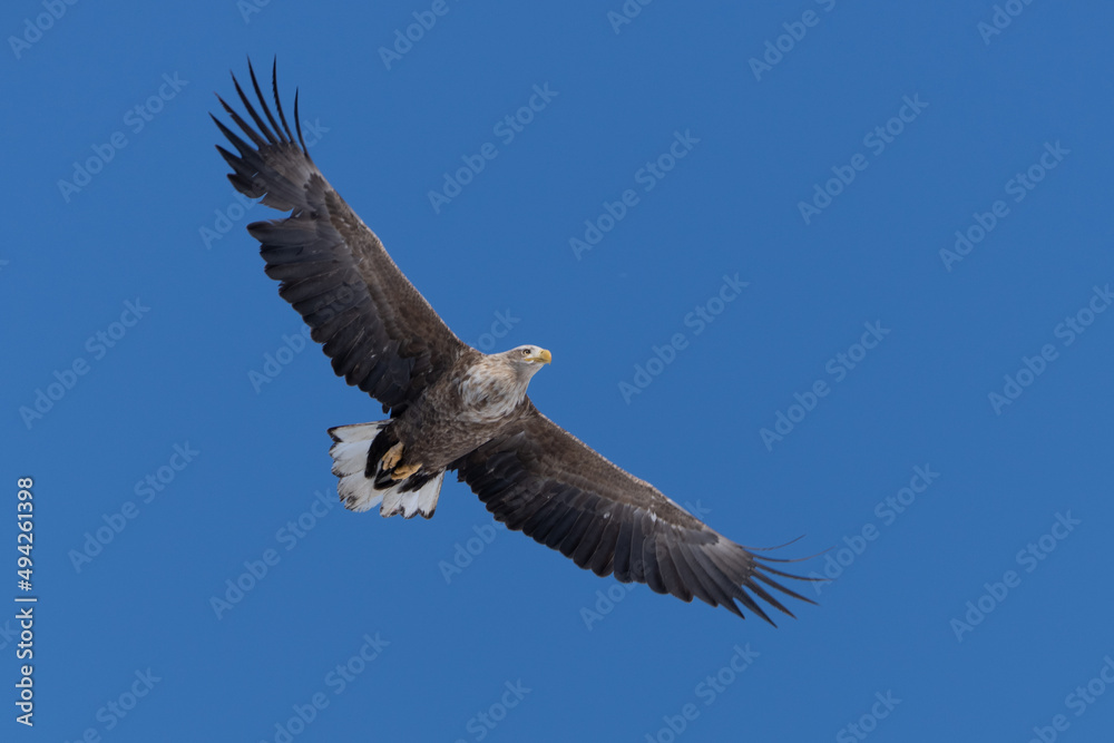 Naklejka premium “Hokkaido_Birds of Prey”