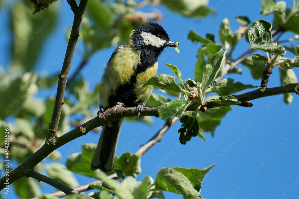 Fototapeta premium Kohlmeise mit Raupe im Schnabel sitzt auf einem Zweig