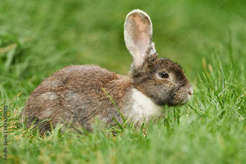 Fototapeta premium Braun-weiss geflecktes Kaninchen von der Seite im Gras