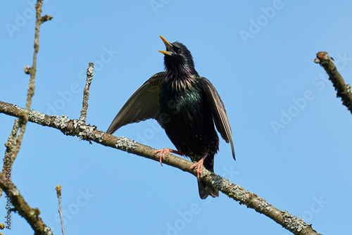 Flügelschlagender und singender Star sitzt auf einem Zweig