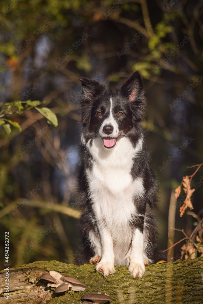 border collie is sitting in the forest. It is autumn portret.