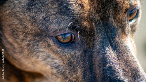 Close up of Dog Eye