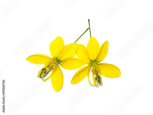 Close up Pudding Pine, Indian Laburnum, Golden Shower on white background.