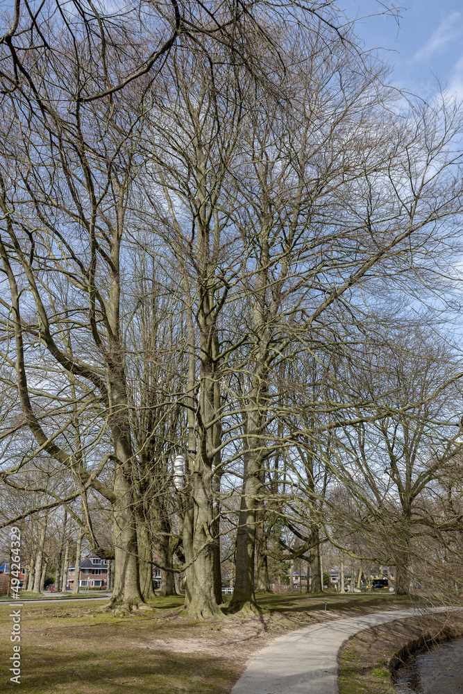 Large winter barren trees in the park surrounding Slot Zeist castle on a sunny day with walk path passing by in the foreground