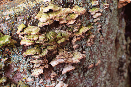 Tree Bark