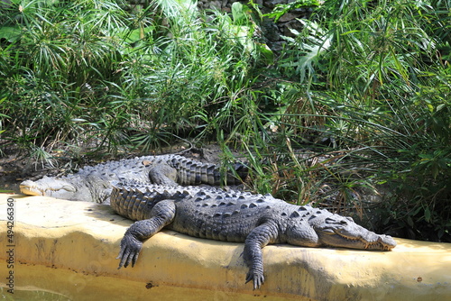 Two crocodiles lie in the sun and bask. big crocodile