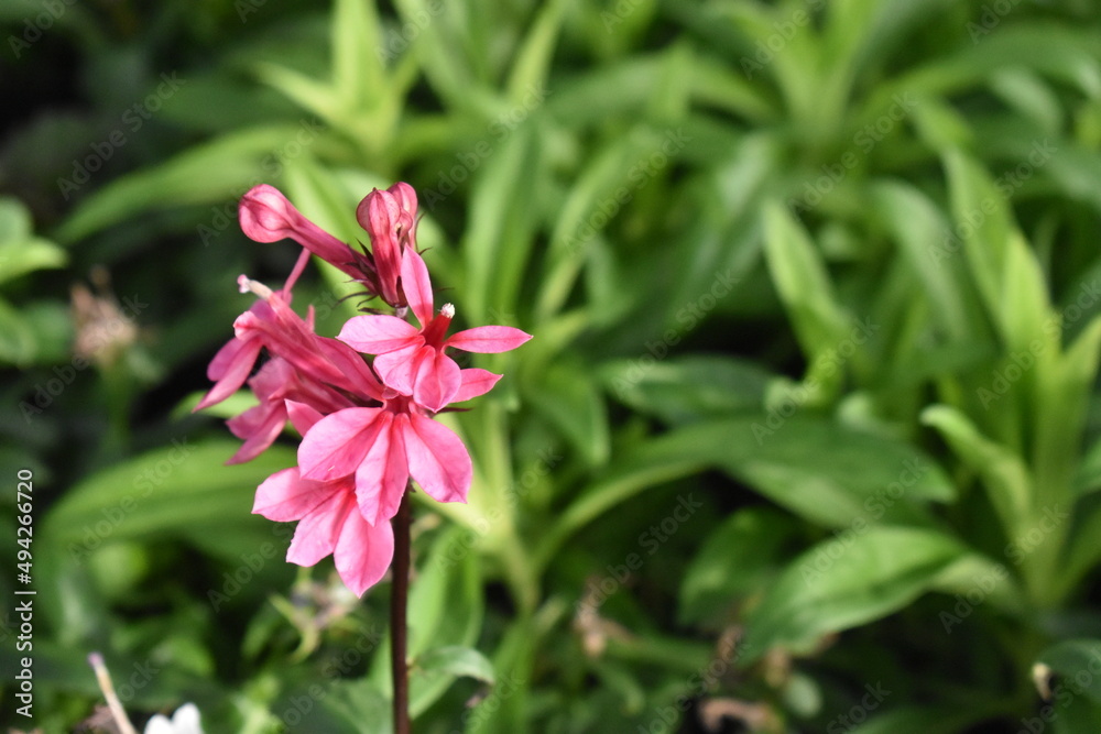 pink flower in the garden pink flower in the garden