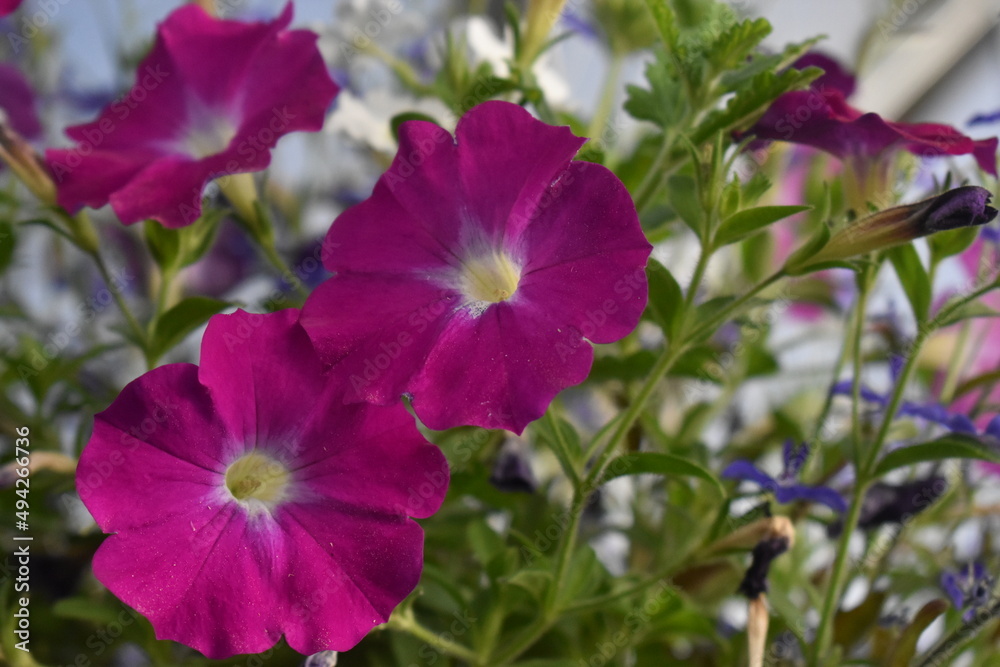 purple flowers