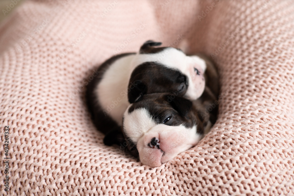 Cute Boston Terrier puppies sleep on a pink knitted blanket. Wonderful pets. Tender emotion. Dog Cute Boston Terrier puppies sleep on a pink knitted blanket. Wonderful pets. Tender emotion. Dog