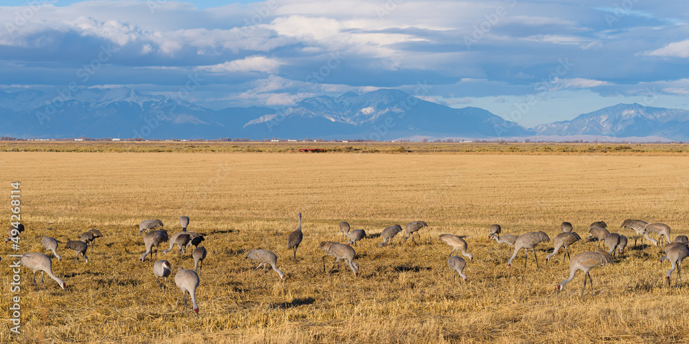 Migrating Greater Sandhill Cranes in Monte Vista, Colorado Migrating Greater Sandhill Cranes in Monte Vista, Colorado