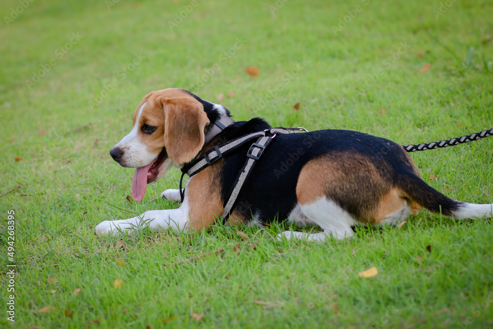 Purebred beagle puppy lying on the grass in the outdoor garden. dog beagle on the walk in the park outdoor.