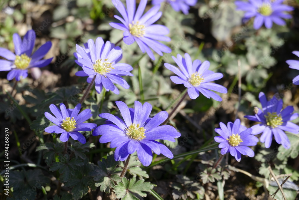 Zarte Balkan-Windröschen (Anemone blanda) strecken ihre Blütenköpfe der Frühlingssonne entgegen. Zarte Balkan-Windröschen (Anemone blanda) strecken ihre Blütenköpfe der Frühlingssonne entgegen.