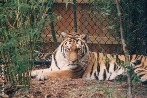 Bengal tiger at the zoo staring intently