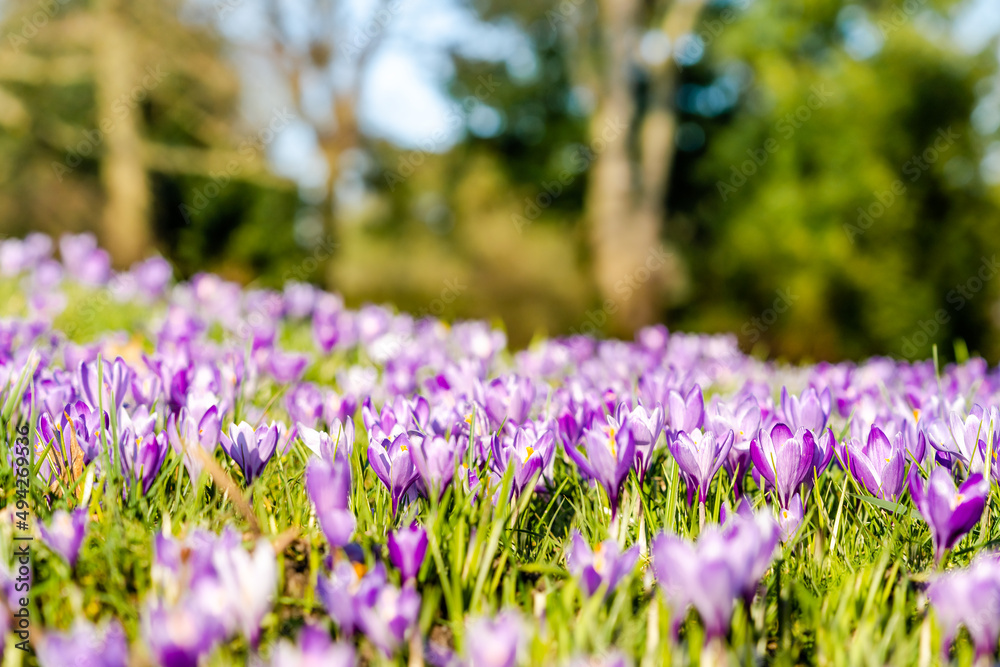 Fototapeta premium Krokus im im Botanischen Garten