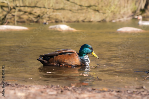 Stockente mit aussergewöhnlicher Färbung auf dem Teich  photo