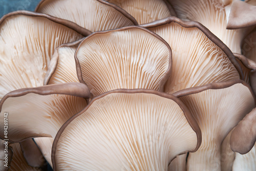 Fresh oyster mushrooms. Abstract nature background of delicious organic oyster mushrooms on old wooden background, top view with space for text.