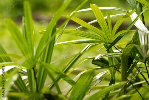 The leaves of the raphis palm plant are green with finger-shaped leaves  the background of the green leaves is blurry  nature concept