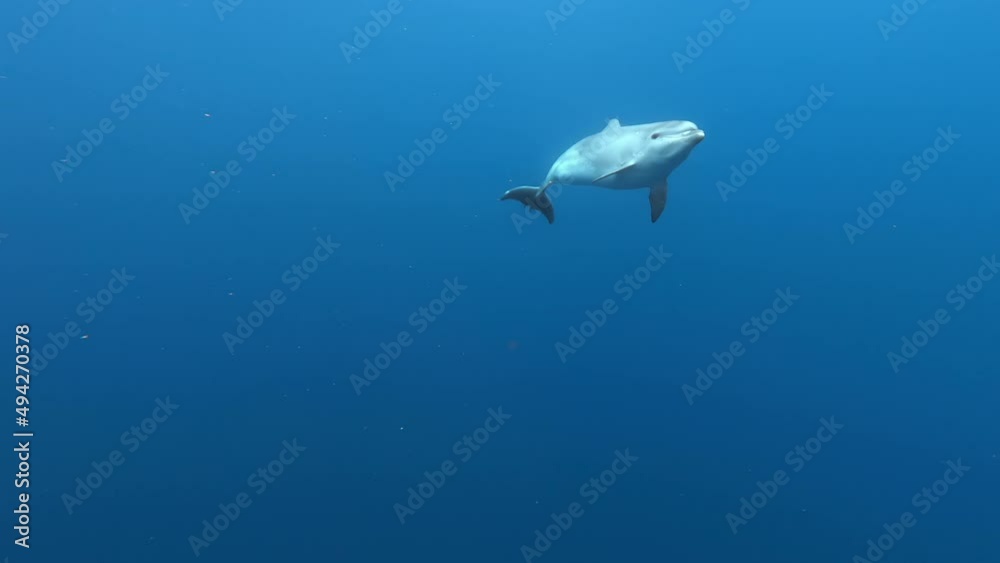 Flock of dolphins playing in blue water of Atlantic Ocean Azores islands. Closeup underwater shot of wild dolphin taking breath. Aquatic marine animals in their natural habitat. Wildlife nature. Flock of dolphins playing in blue water of Atlantic Ocean Azores islands. Closeup underwater shot of wild dolphin taking breath. Aquatic marine animals in their natural habitat. Wildlife nature.