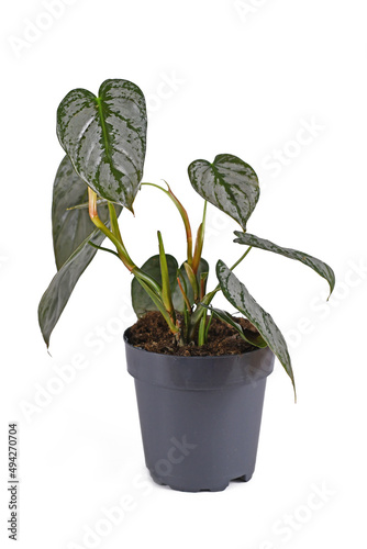 Small tropical 'Philodendron Brandtianum' houseplant with silver pattern on leaves in flower pot on white background photo