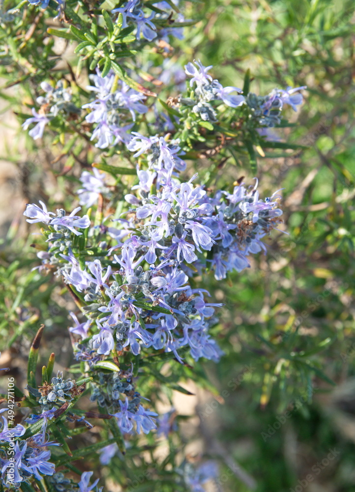 Blossom of Rosemary, Rosmarinus officinalis, ornamental and medicinal plant Blossom of Rosemary, Rosmarinus officinalis, ornamental and medicinal plant